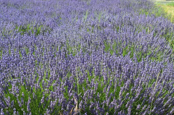 Lavanta Çiçekleri Alan Çiçeklenme Provence Fransa Europe Doğal Bitkisel Peyzaj — Stok fotoğraf