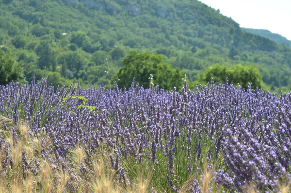 Lavendel Blommor Blommande Violetta Fältet — Stockfoto