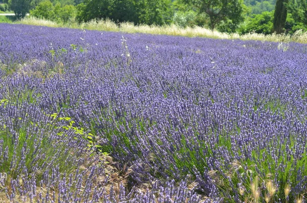 Lavanta çiçekleri alan çiçeklenme. Provence, Fransa