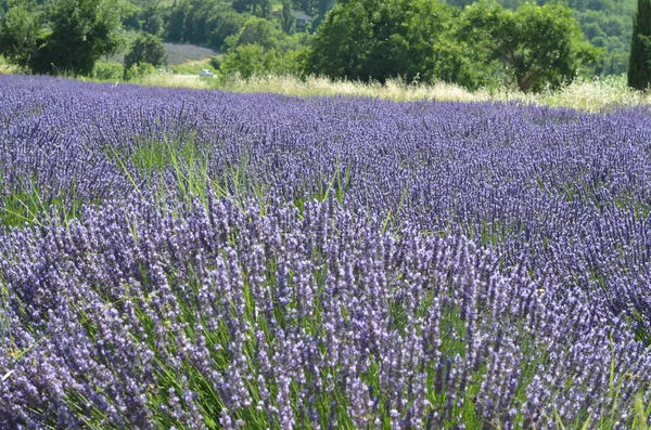 Campo Lavanda Provenza Francia Europa — Foto de Stock