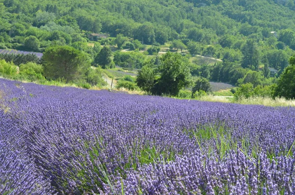 Lavendelfält Provence Frankrike Blommande Violetta Väldoftande Lavendelblommor Växande Lavendel — Stockfoto