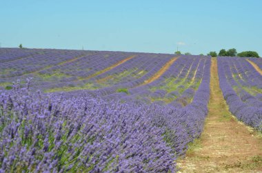 Çiçekli lavanta tarlası, Valensole Platosu, Provence, Fransa