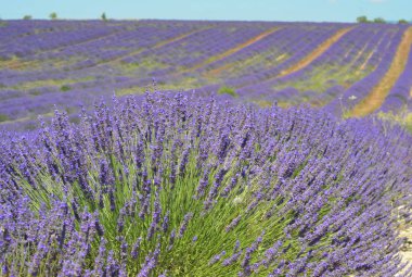 Çiçekli lavanta tarlası, Valensole Platosu, Provence, Fransa