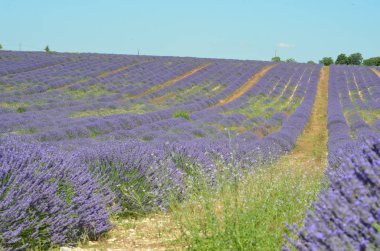 Çiçekli lavanta tarlası, Valensole Platosu, Provence, Fransa