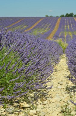 Çiçekli lavanta tarlası, Valensole Platosu, Provence, Fransa