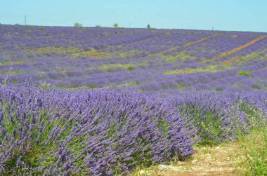 Çiçekli lavanta tarlası, Valensole Platosu, Provence, Fransa