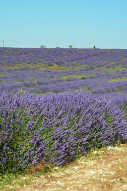 Çiçekli lavanta tarlası, Valensole Platosu, Provence, Fransa