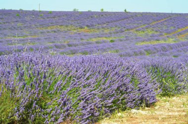 Çiçekli lavanta tarlası, Valensole Platosu, Provence, Fransa
