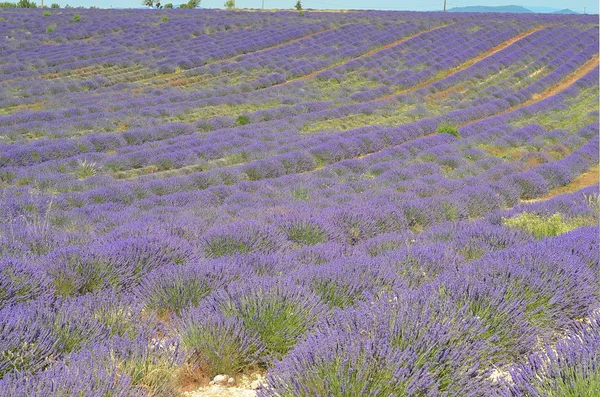 Virágzó Levendulamező Plateau Valensole Provence Franciaország — Stock Fotó