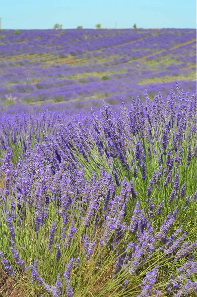 Blooming Lavender Field Plateau Valensole Provenza Francia — Foto de Stock
