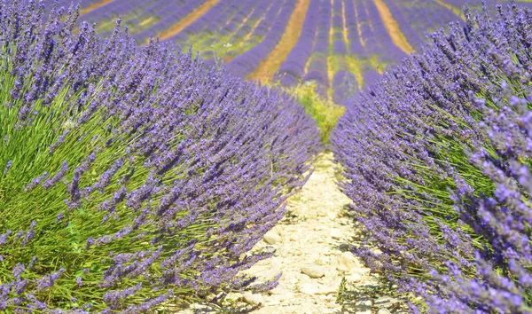 Virágzó Levendulamező Plateau Valensole Provence Franciaország — Stock Fotó