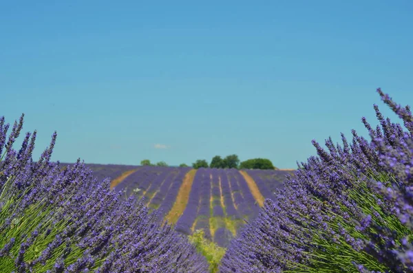 Blommande Lavendelfält Plateau Valensole Provence Frankrike — Stockfoto