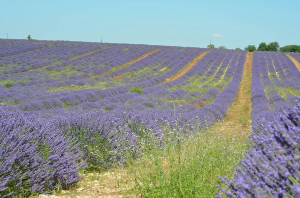 Çiçekli lavanta tarlası, Valensole Platosu, Provence, Fransa