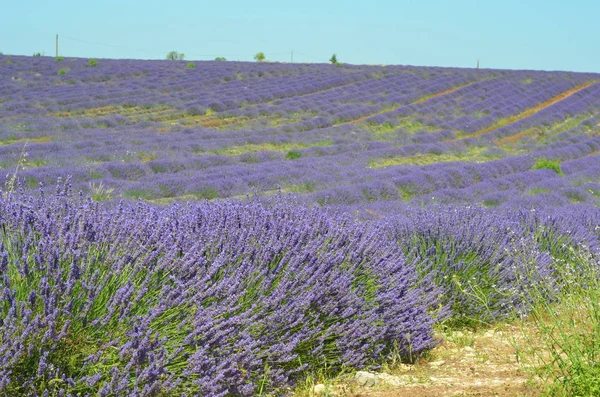 Virágzó Levendulamező Plateau Valensole Provence Franciaország — Stock Fotó