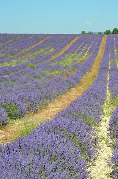 Лаванда Plateau Valensole Provence France — стокове фото