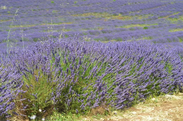 Virágzó Levendulamező Plateau Valensole Provence Franciaország — Stock Fotó