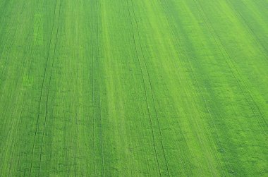 görünüm üzerinde yeşil çim manzara. Yukarıdaki yeşil çim görünümü doku. Üst görünüm