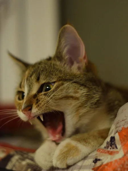 Gato Está Deitado Travesseiro Bocejos — Fotografia de Stock