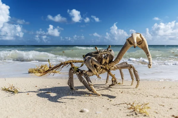 Alışılmadık boyutlara sahip bir yengeç ve Küba 'da, Cayo Coco' nun güzel plajları boyunca yürüyen belirli bir saldırganlık..