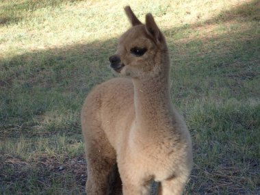 Bebek Alpaka profil görünümü