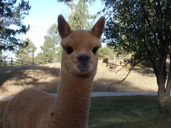 Bebek Alpaka yakın çekim