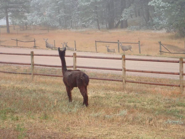 Geyik sürüsü çitin bakarak alpaka