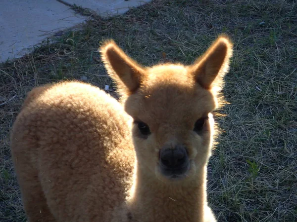 Bebek Alpaka yakın çekim güneşli Polar ile