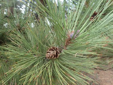 Ponderosa'yı Çam iğneleri ve süper yakın çekim