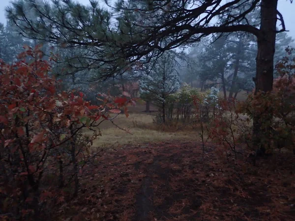 İlk frost, karanlık, Olgun sonbahar renkleri