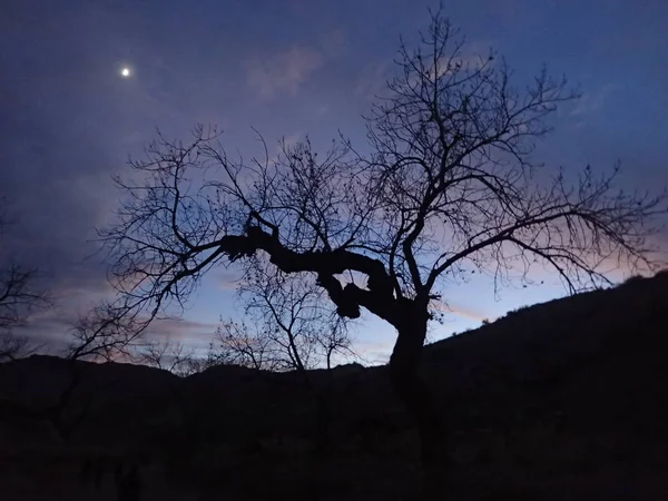 Silueta Árbol Contra Cielo Púrpura Atardecer Con Una Luna Pálida — Foto de Stock