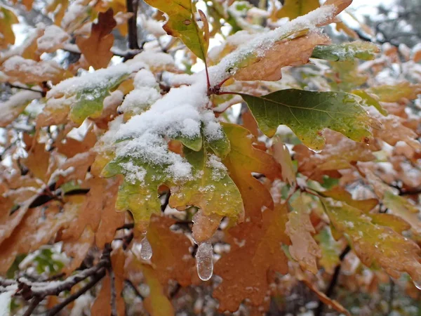 Yaprakları dönüm kar ve buz kaplı