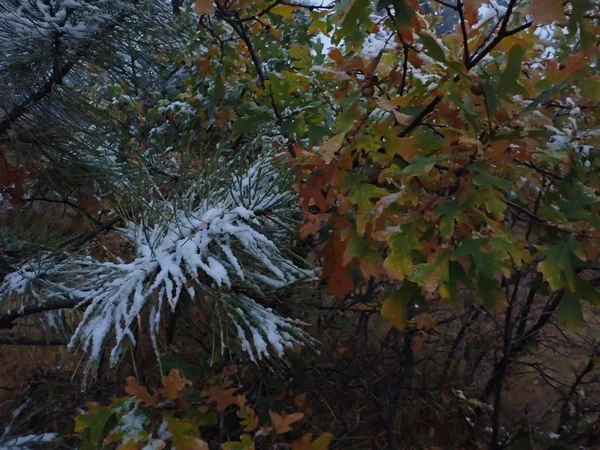 Herbstblätter Und Schneebedeckte Kiefernnadeln — Stockfoto