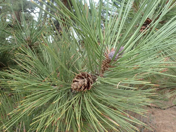 Ponderosa'yı Çam iğneleri ve süper yakın çekim