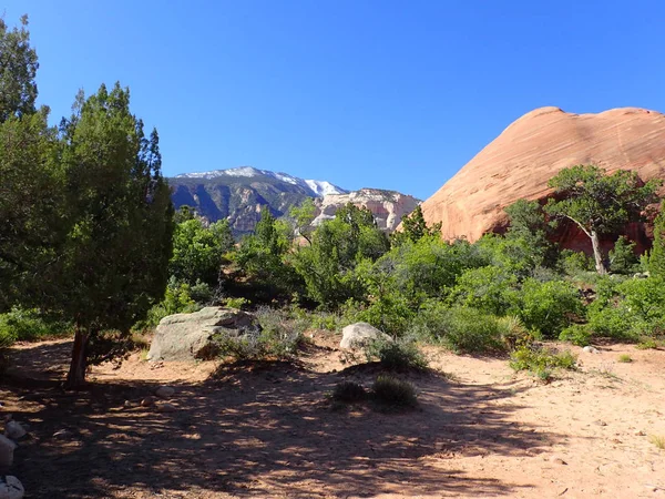 Colorful Scene Sand Rocks Shrubs Trees Rock Formations Navajo Mountain — Stock Photo, Image