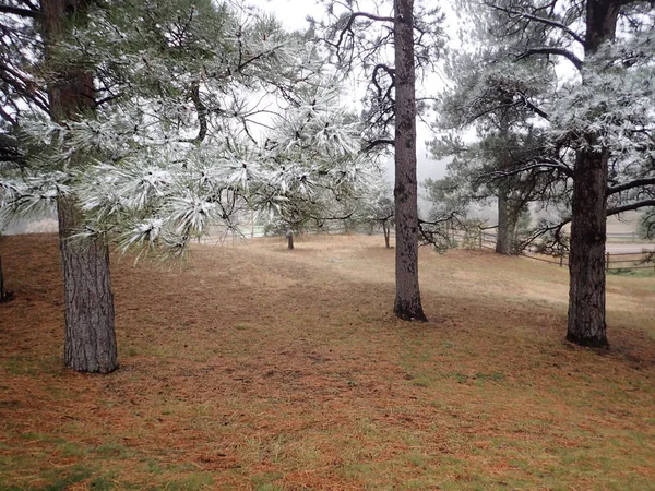 Kar geç sonbahar renkleri Ponderosa'yı çam ağaçlarıyla kaplı