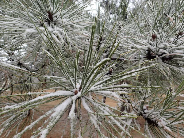 Ponderosa'yı çam dal kar Close-up