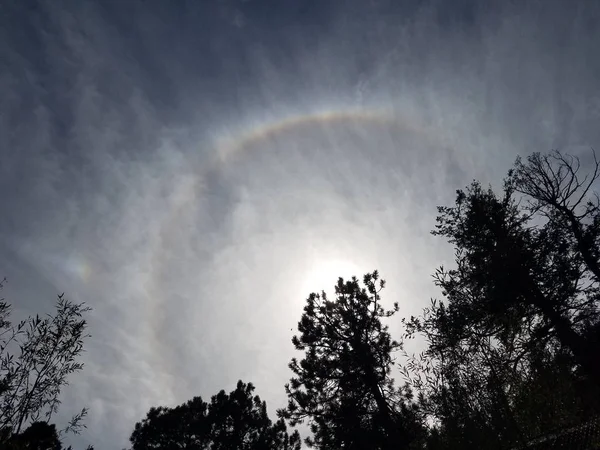 Sundog Ponderosa'yı çam siluet ile