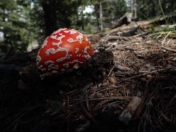 Gerçek hayat Super Mario Bros mantar hiking trail Colorado'da bulunan