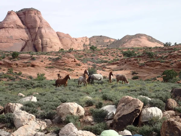 Wild Horses Navajo Land Rainbow Trail — Stock Photo, Image