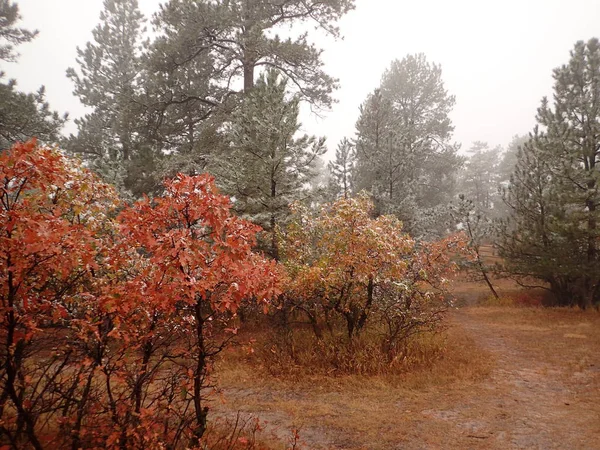 Sonbahar renkleri frost ince bir tabaka ile kaplı