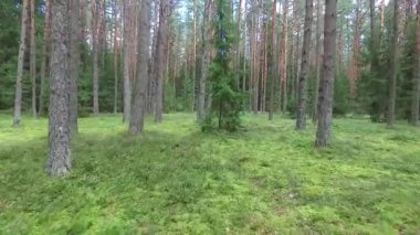 Ormandaki ağaçlar arasında uçuş