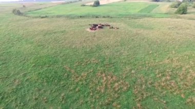 İnekler çayırda üzerinde uçuş