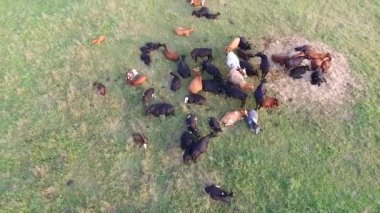 İnekler çayırda üzerinde uçuş