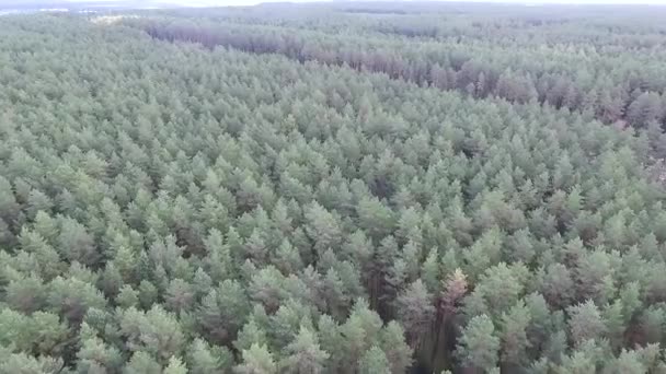 Vista Aérea Sobre Bosque — Vídeo de stock