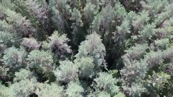 Luftudsigt Skoven – Stock-video
