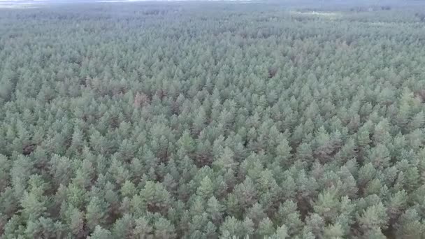 Вид Повітря Над Лісом — стокове відео