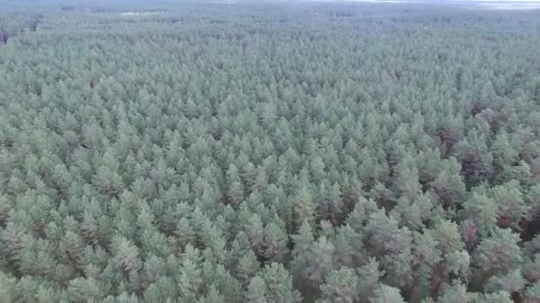 Vista Aérea Sobre Floresta — Vídeo de Stock