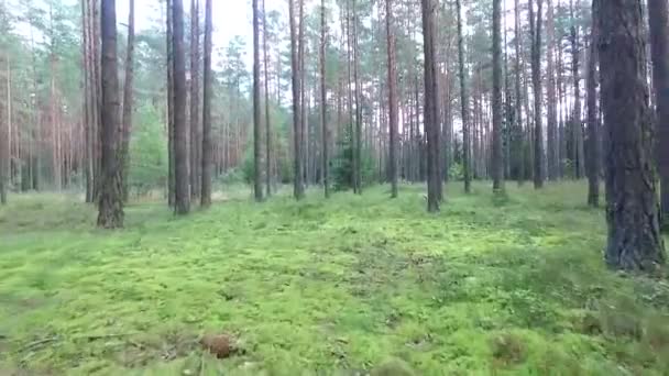 Полет Между Деревьями Лесу — стоковое видео