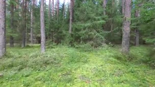 Flyg Mellan Träden Skogen — Stockvideo