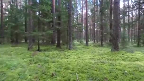 Voo Entre Árvores Floresta — Vídeo de Stock